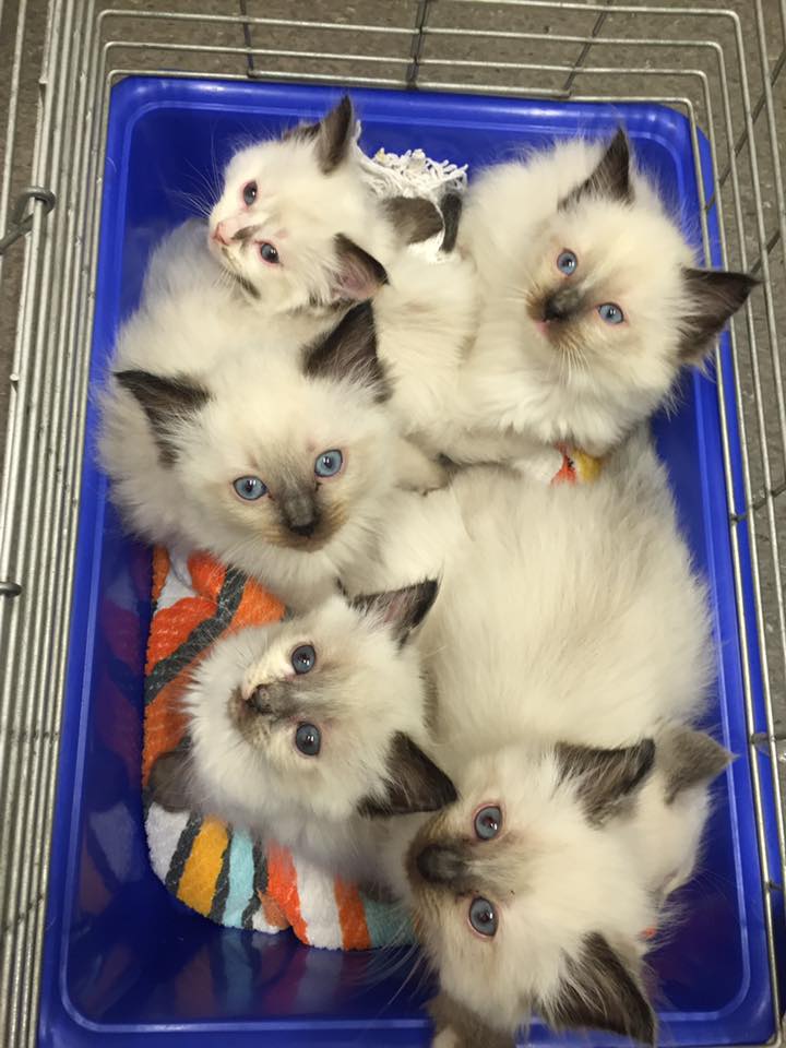 Adoption Kittens